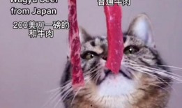 娱乐吃瓜酱小猫被薅起来,薅猫事件背后的真相