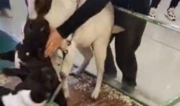 小羊爆料谣言视频,真相与误解的交织